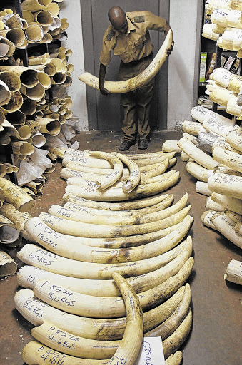 A Zimbabwe National Parks and Wildlife Management official checks ivory inside a store room in Harare. The ivory has been confiscated from poachers or recovered as a result of natural deaths or government-sanctioned elephant culls, officials said