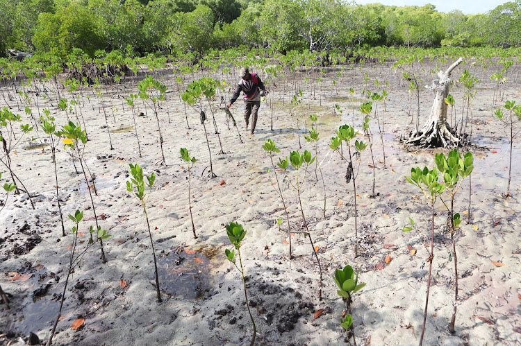 Shangani self-help group chairman Bakari Nguvu within mangrove seedlings they have planted on the beach in Nyumba Sita village, Msambweni, Kwale, on December 13