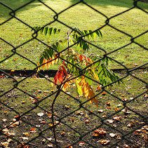 Autumn imprisoned 