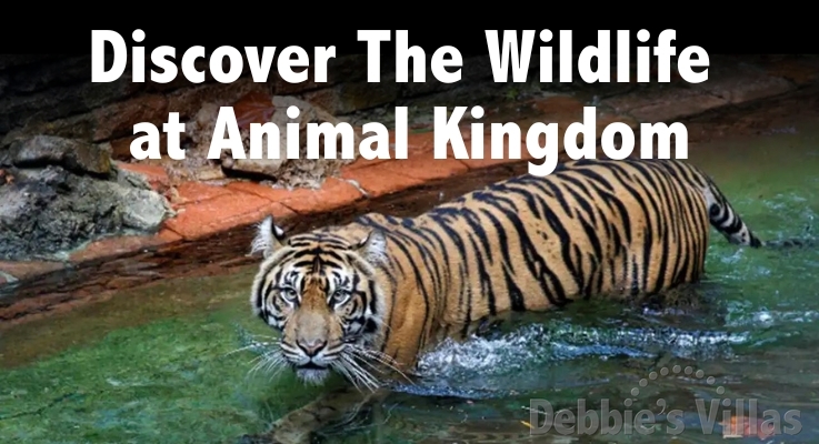 Discover the wildlife at Animal Kingdom