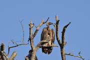A vulture. File photo.