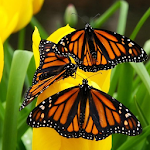 Butterflies Jigsaw Puzzle Apk