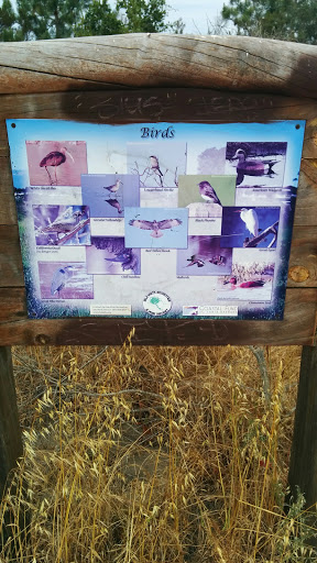 Birds Of The Vernal Pools