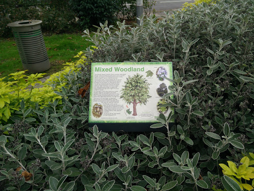 Enfield Town Mixed Woodland Feature