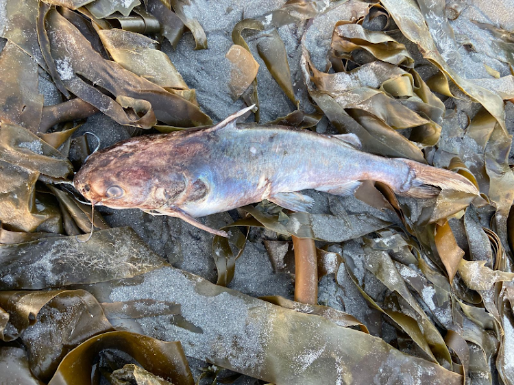 According to the department of forestry, fisheries & the environment, large numbers of dead marine animals have been washing up on the beaches in the West Coast due to the annual red tide. They have now urged South Africans to not attempt to eat these animals. File photo.