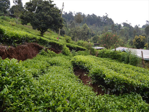 A section of A tea farm that was cut off by landslides in Kanyenya-ini ward in Kangema sub-county. /AGATHA NGOTHO