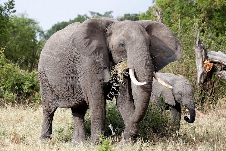 A female African elephant and her calf.. Picture: REUTERS/Baz Ratner