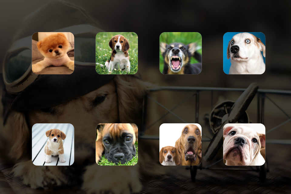 Android application Dog Sounds Game screenshort