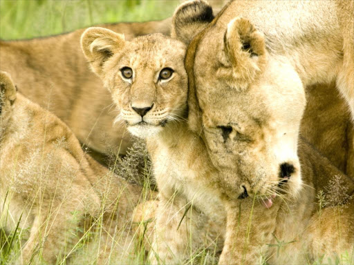 TENDER CARE: A new lion asserts authority by killing small cubs