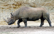 Black rhino. File photo.