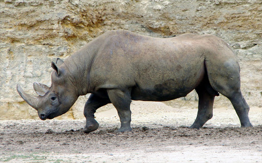 Black rhino. File photo.