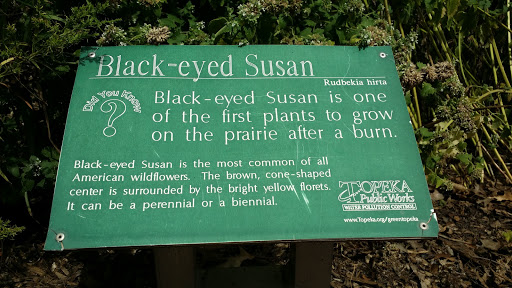 Black-eyed Susan