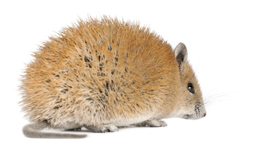 The spiny mouse (Acomys) is well-known for eluding hunters by shedding its tail skin.