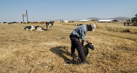 Estina is the company that ran the Gupta-linked Vrede Dairy Farm Project, which received money from the Free State department of agriculture.