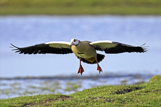 Egyptian geese are pushing other indigenous birds out of city suburbs.