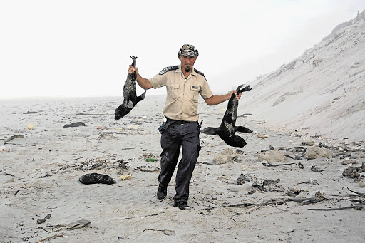 THEREBY HANGS A TAIL: SPCA inspector Gareth Petterson rescues seal pups washed ashore in Western Cape over the festive season