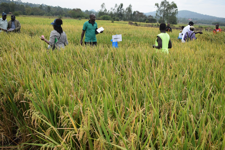 Various farmers in the field at Nyarut in Rangwe constiruency on February 7,2024
