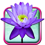 Lotus Live Wallpaper Apk