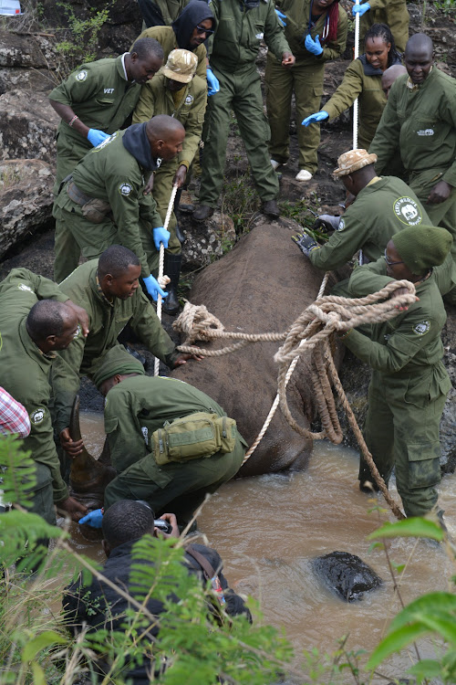 Kenya Wildlife Service Veterinary and Capture Rangers rescuing a black Rhino from a river at the Nairobi National Park on January 16, 2024.