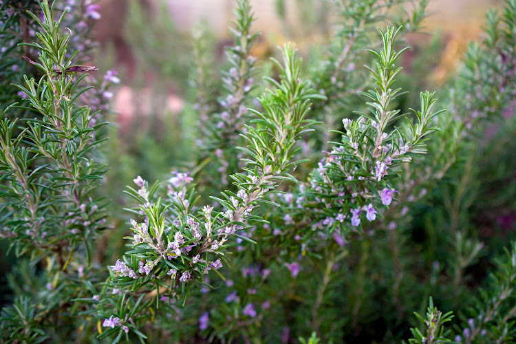 Rosemary likes sandy, well-drained soil and warm weather.