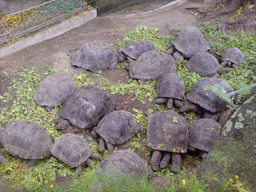 A herd of Aldabra Giant Tortoises. File photo.