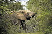 TRUNK CALL: An elephant browses in the Kruger National Park