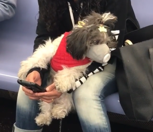 Even dogs ride trains with masks on since the Covid-19 pandemic hit the US.