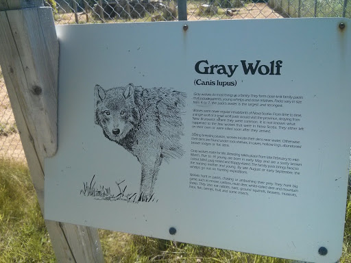 Gray Wolf Educational Sign