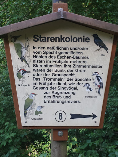 Starenkolonie