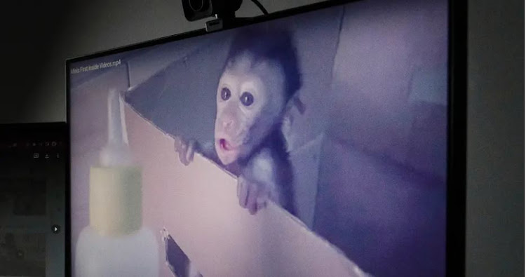The monkey torture community began life on YouTube before moving to encrypted messaging apps
