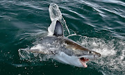 A great white shark dragged a spear-fisherman about 50m out to see on Wednesday in the Eastern Cape.