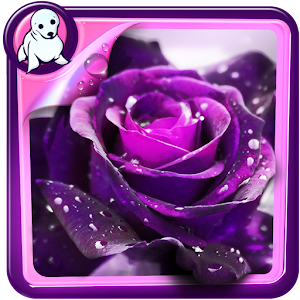 Download Purple Rose Live Wallpaper For PC Windows and Mac
