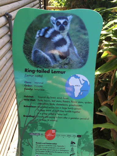 Paignton Zoo Ring Tailed Lemur Enclosure 