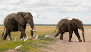 Elephants walk at the Amboseli National Park in Kajiado County, Kenya, April 4, 2024. REUTERS/Monicah Mwangi