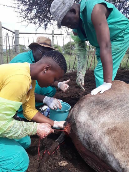 Dr Mukani Nobela a Veterinarian that helps rural animals.