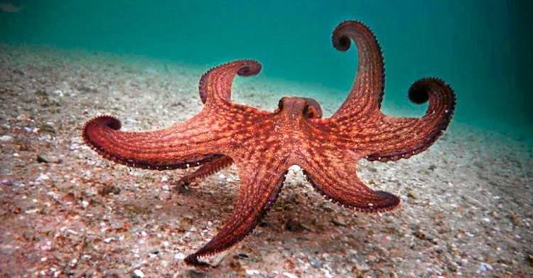 Octopuses are ocean creatures that are most famous for having eight arms and bulbous heads.