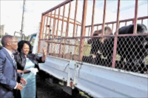 SPECIAL GIFT: Minister of Transport Sbu Ndebele and his wife Zama Ndebele viewing the cows they were given by the local taxi owners at the Vukuzakhe ceremony to honour the newly appointed minister at Woodburn Stadium yesterday. 17/05/09. Pic. Siyabonga Mosunkutu. © Sowetan.l