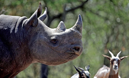 A baby rhino. File photo.