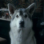 Nymeria (wolf)