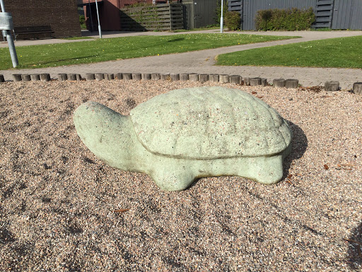 Tortoise