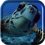 Sea Turtle Live Wallpaper Apk