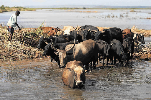 Cattle being guided away from the Limpopo River, which burst its banks in southern Mozambique about two weeks ago leading to severe flooding. Most of the farmland in the region was devastated by the floods, sparking fears of a food crisis Picture: KEVIN SUTHERLAND