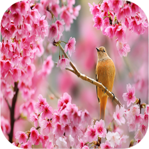 Download Spring Wallpapers For PC Windows and Mac