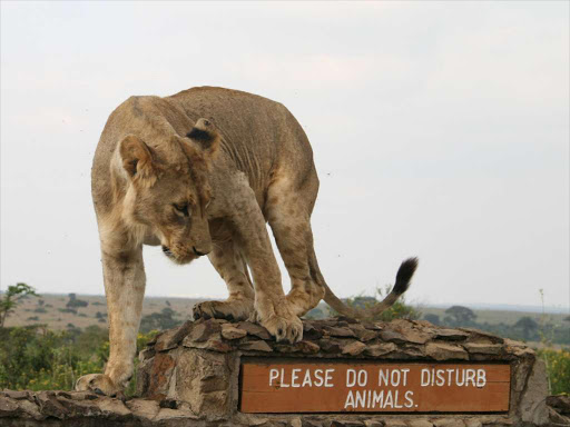 A lioness walks down from a directional signage at Nairobi's National Park in Kenya's capital Nairobi, July 12, 2014. Picture taken July 12, 2014 /REUTERS