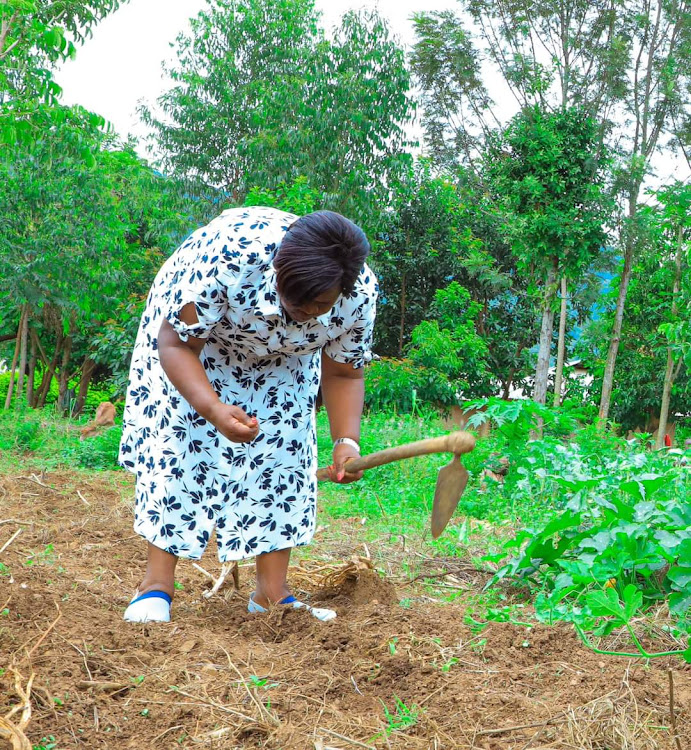Homa Bay Governor Gladys Wanga plants sunflower seeds at a farm in Rawinji, Oyugis , Kasipul constituency on May 4,2024