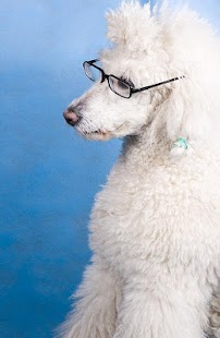 How to mod Poodle Tile Puzzle lastet apk for android