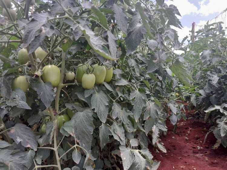 Tomatoes in a demo farm at KALRO Seeds in Gatanga, Murang'a County.