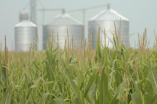 Maize field with silos in the background. File photo.
