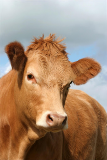 Brown cow. File photo.