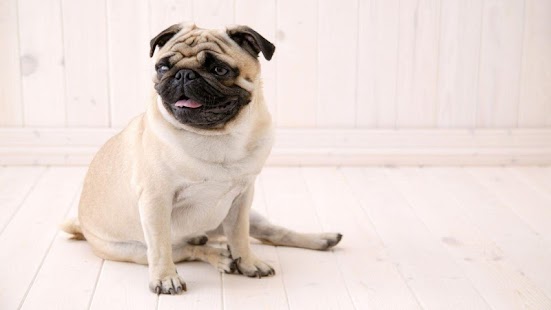 How to download Pug Wallpapers 1.0 apk for bluestacks